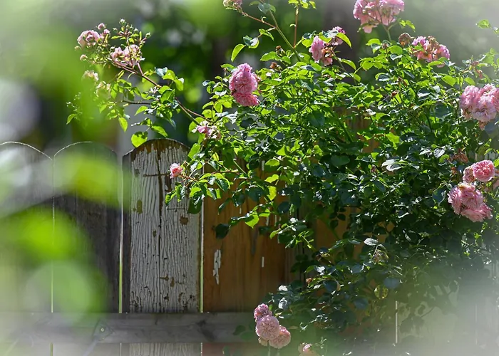 Entdeckerferien Am Bodensee Daire